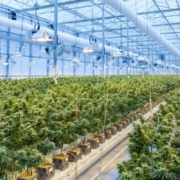 Australian Cannabis Industry