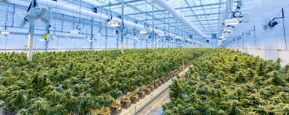 Australian Cannabis Industry